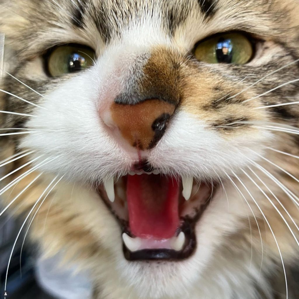 gato boca abierta