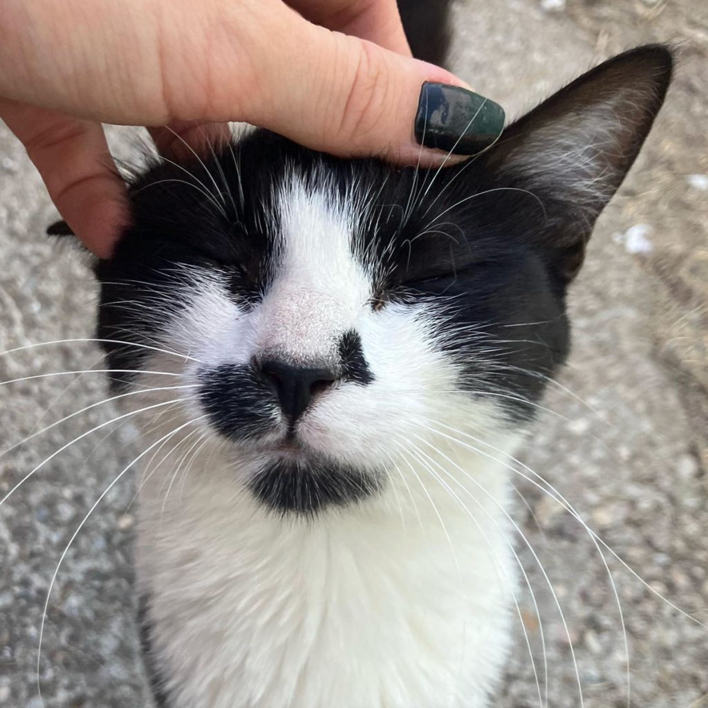 Gato acariciado cabeza