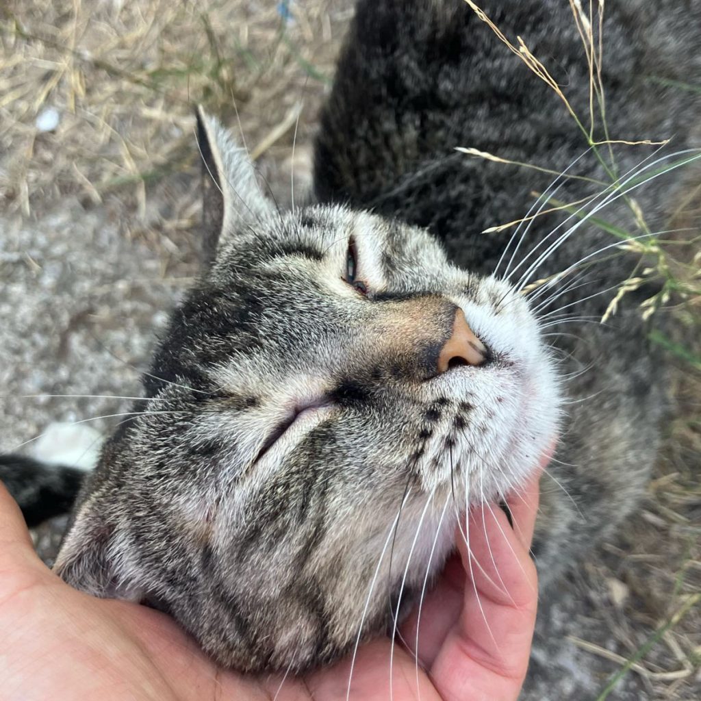Gato acariciado cabeza