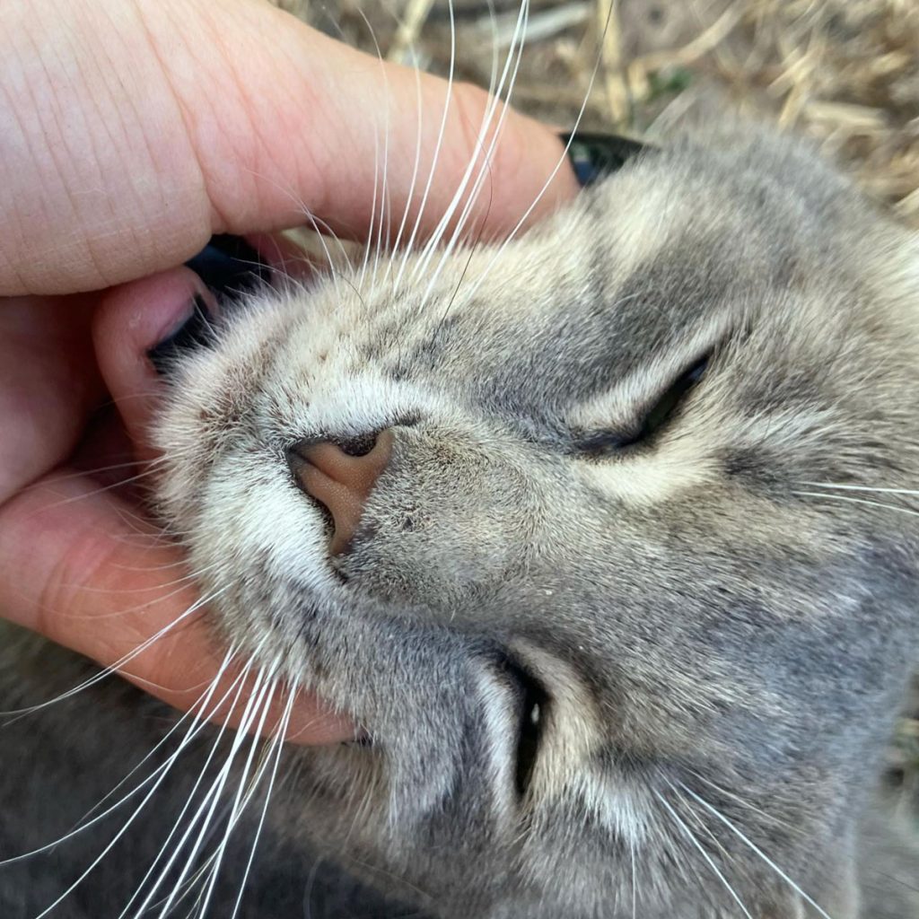 Gato acariciado
